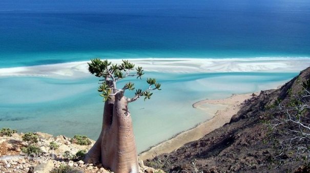 Удивительно красивые фото острова Сокотра - №3