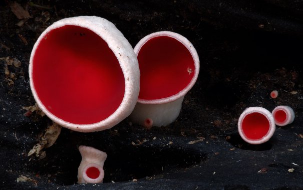 Таинственный мир грибов в красивых фото работах - №1