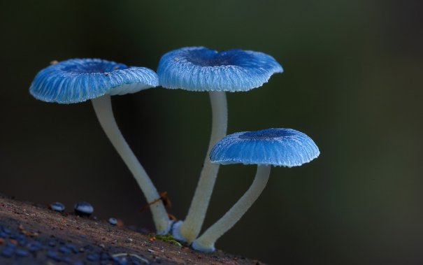 Таинственный мир грибов в красивых фото работах - №3