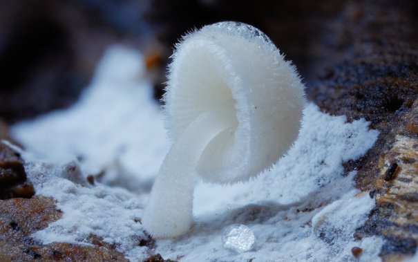 Таинственный мир грибов в красивых фото работах - №4