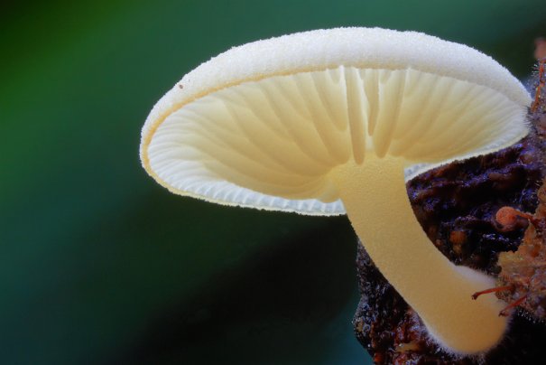 Таинственный мир грибов в красивых фото работах - №5