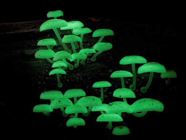 Таинственный мир грибов в красивых фото работах - №7
