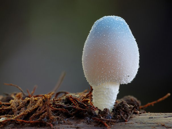 Таинственный мир грибов в красивых фото работах - №8