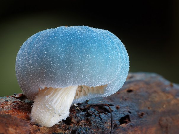 Таинственный мир грибов в красивых фото работах - №9