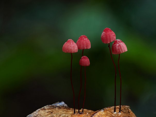 Таинственный мир грибов в красивых фото работах - №10
