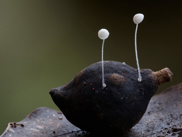 Таинственный мир грибов в красивых фото работах - №11