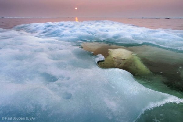 Новости в фотографиях - Победители фотоконкурса Wildlife Photographer 2013 - №4