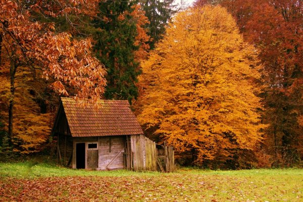 Самые красивые фото домов в лесу - №1