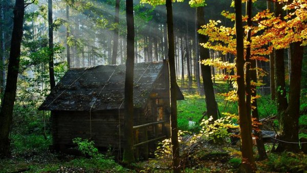 Самые красивые фото домов в лесу - №2