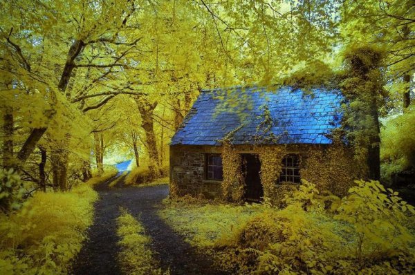 Самые красивые фото домов в лесу - №6
