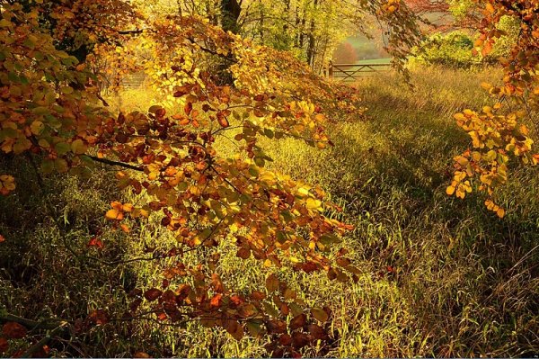 Christopher Page – Autumn Colour at Polesden Lacey