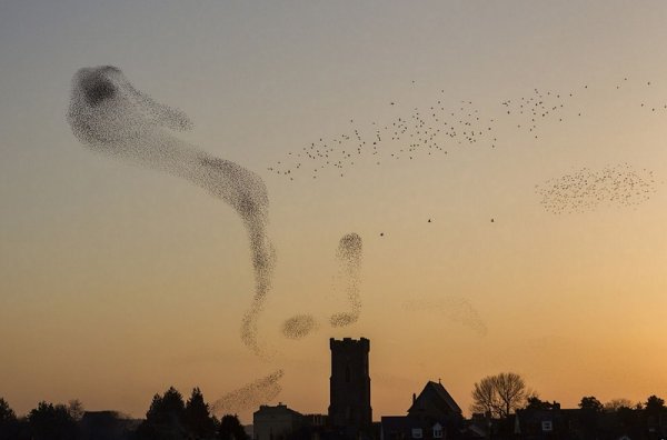 Nigel McCall - Starlings over Carmarthen