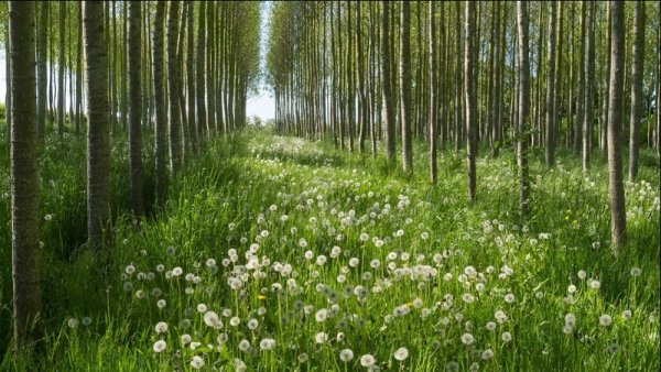 Steve Gray - Morning Light in the Poplars