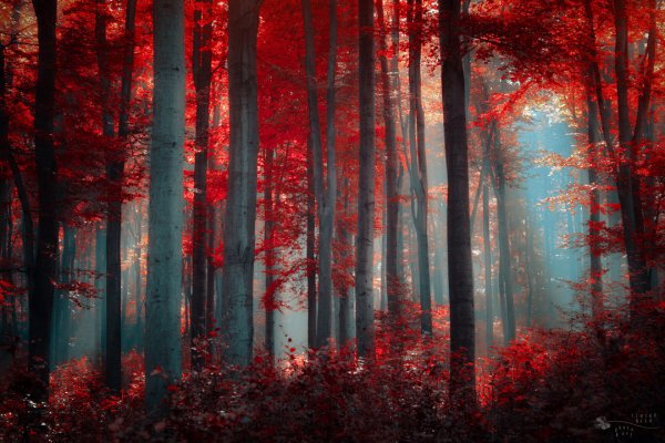 Таинственный лес в красивых фото - №1