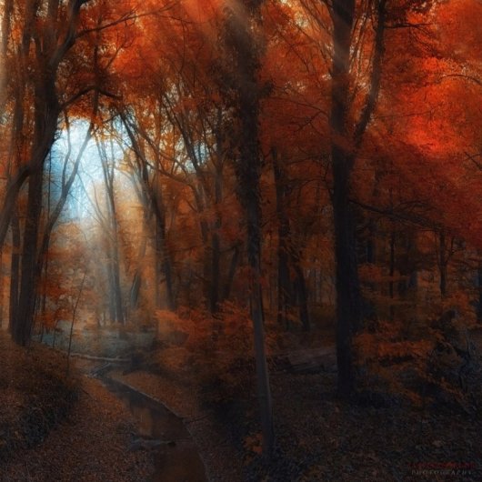 Таинственный лес в красивых фото - №10