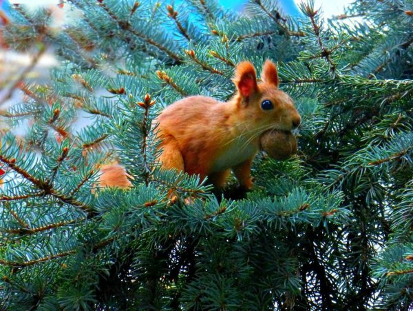 Сергей Кордумов