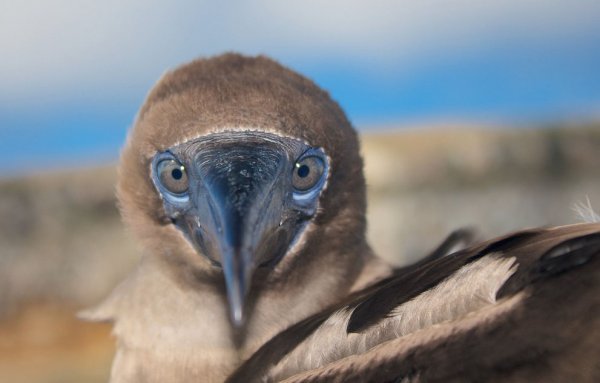 Новости в фотографиях - National Geographic Photo Contest 2013 - №27