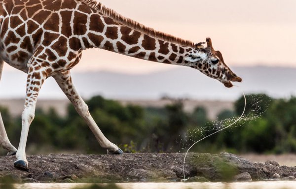 Новости в фотографиях - National Geographic Photo Contest 2013 - №28