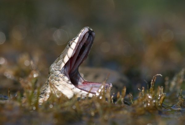 Змеи-рыболовы в интересной фото истории - №4