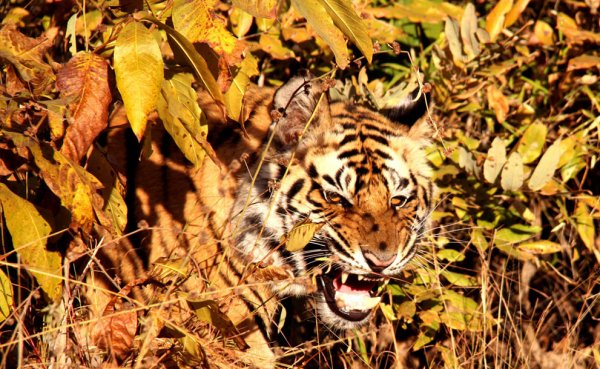 Новости в фотографиях - National Geographic Photo Contest 2013 (Часть 2) - №22