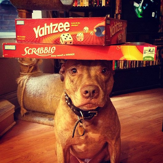 Скаут – самая спокойная в мире собака в блоге Фото юмора - №3