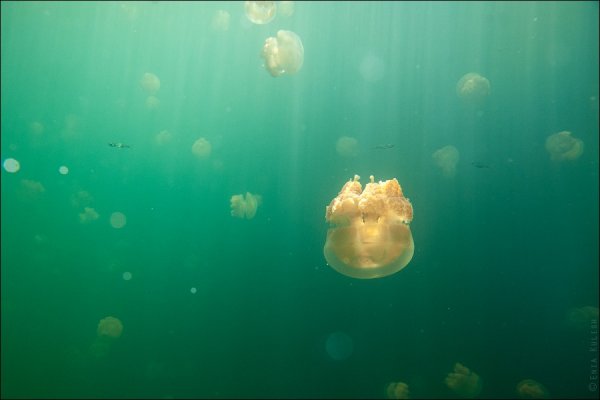 Красивые фото озера медуз - №18