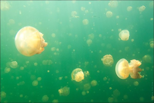Красивые фото озера медуз - №22