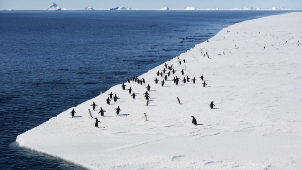 животный мир Антарктиды
