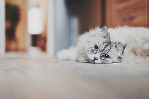 Кошки в восхитительных и милых фото - №18