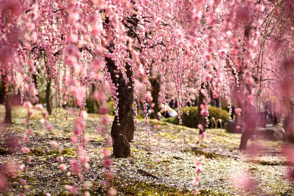 Самые красивые фотографии цветения сакуры - №4