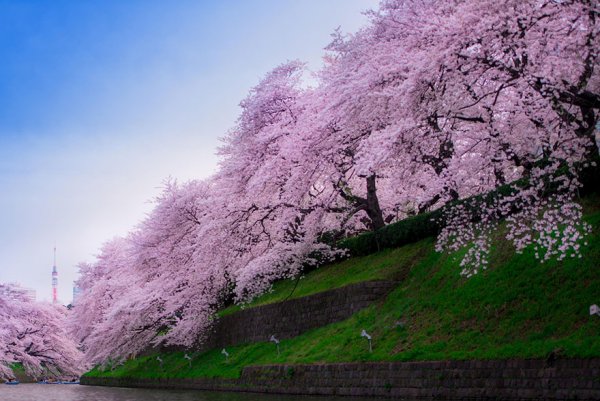 Самые красивые фотографии цветения сакуры - №8