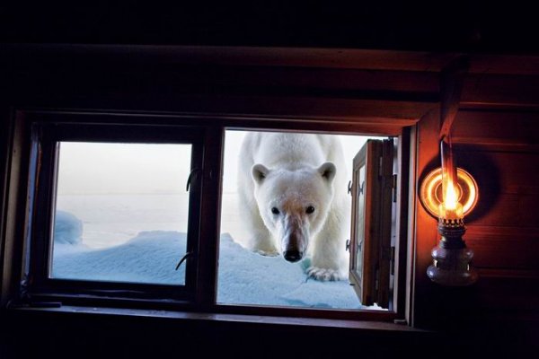 “Полярная одержимость” (Polar Obsession) Пола Никлена (Paul Nicklen).