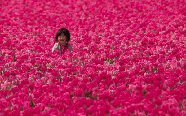 Удачные кадры - Девочка в тюльпановых полях, Голландия. Flickr