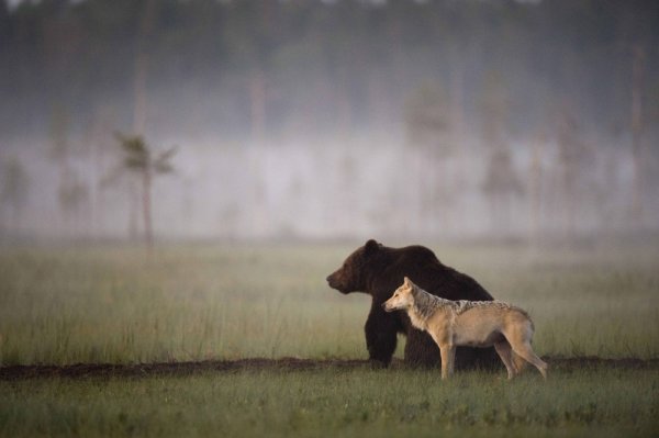 Удачные кадры - На одной стороне. © Lassi Rautiainen