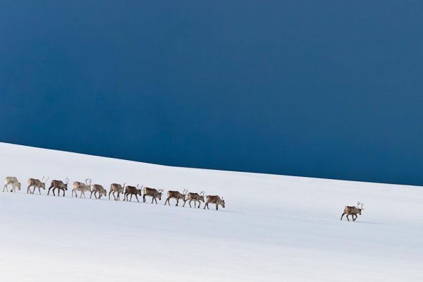 удачный кадр фото - Колонна северных оленей. © Stefan Brenner