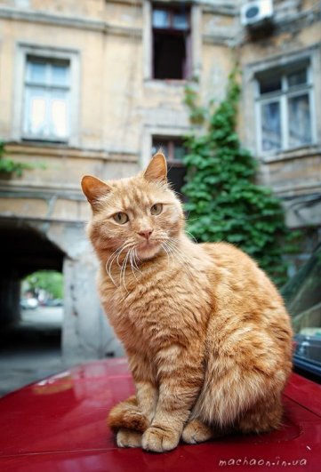 Юрий Бершадский