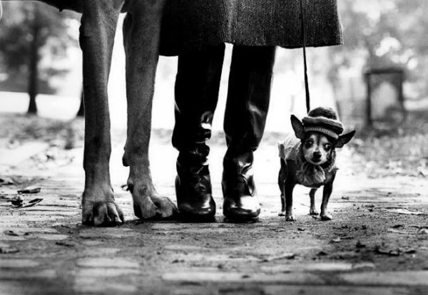 ElliottErwitt