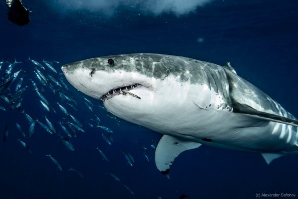 Опасные акулы Фото: Александр Сафонов