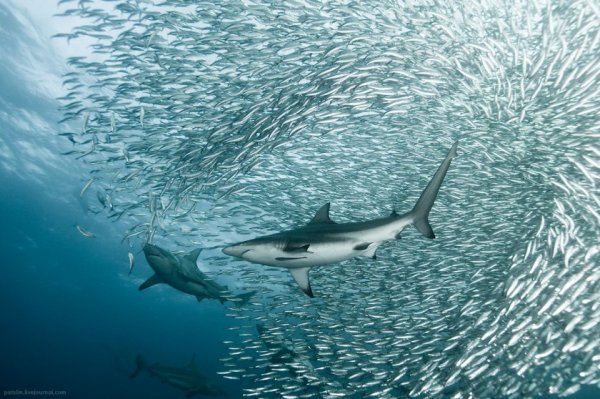Опасные акулы Фото: Александр Сафонов