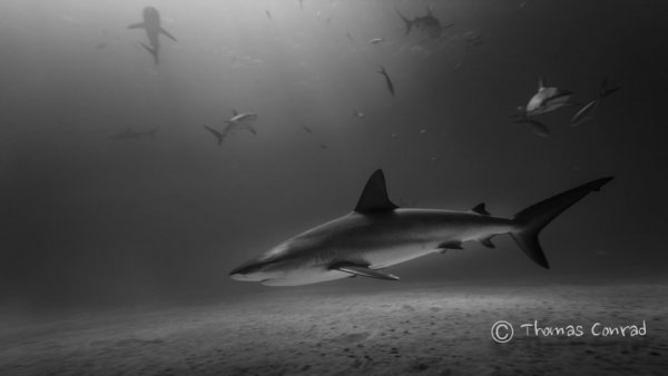 акулы опасные фото Фото: Томас Конрад