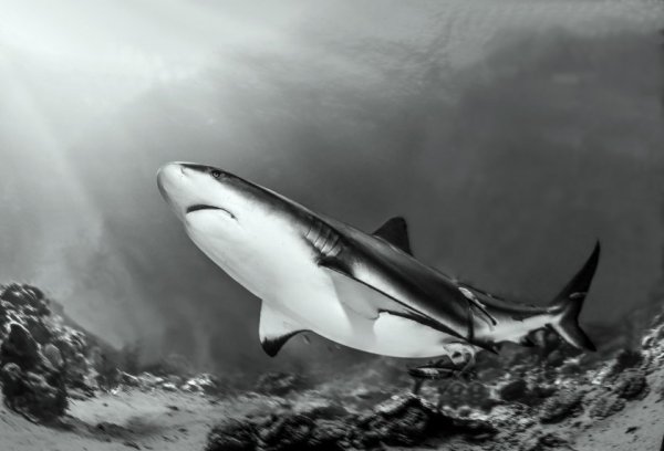 акулы опасные фото Фото: Хулио Сан Хуан