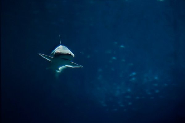 акулы опасные для человека Фото: Питер ван ден Берг