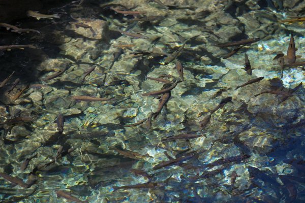 Рыбки "Маринки" обитают в святом источнике.