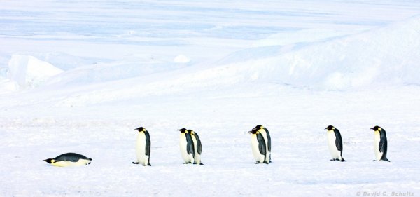 Пингвины на фото