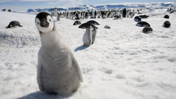 пингвины смешные фото