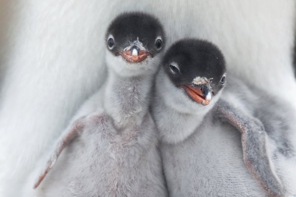 маленькие пингвины фото