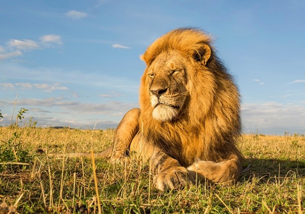 Львы Кении - видео дикой природы крупным планом