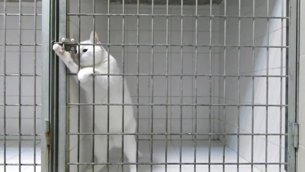 Побег из тюрьмы в исполнении кота