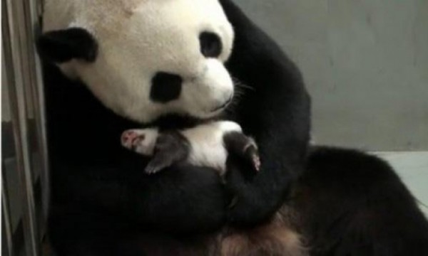 Мама-панда укладывает спать сына