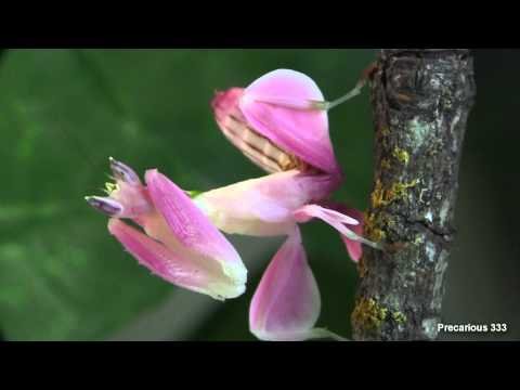 Мир живой природы: Орхидейный богомол - мастер маскировки